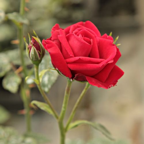 Rojo escarlata oscuro - Rosas trepadoras (Climber)